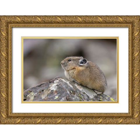 Pika-Ochotona princeps-Yellowstone National Park-Wyoming Gold Ornate Wood Framed Art Print with Double Matting by Jones, Adam