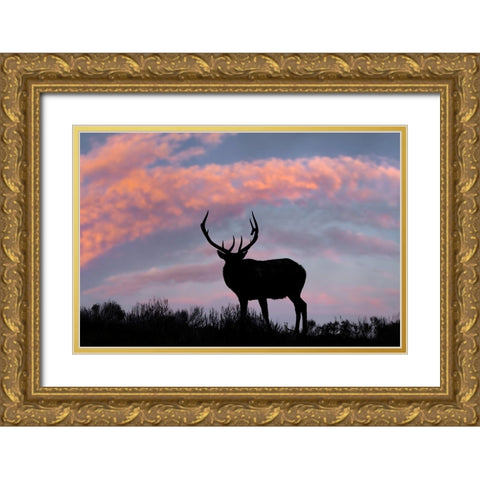 Bull elk or wapiti silhouetted on ridge top-Yellowstone National Park-Wyoming Gold Ornate Wood Framed Art Print with Double Matting by Jones, Adam