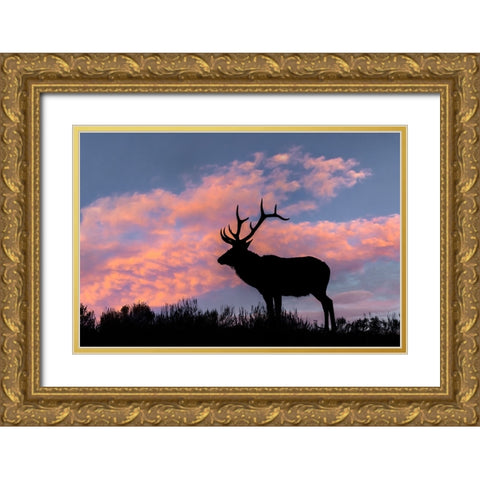 Bull elk or wapiti silhouetted on ridge top-Yellowstone National Park-Wyoming Gold Ornate Wood Framed Art Print with Double Matting by Jones, Adam