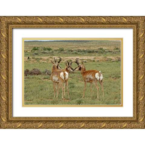 Wyoming, Carbon County Pronghorn bucks greeting Gold Ornate Wood Framed Art Print with Double Matting by Illg, Cathy and Gordon