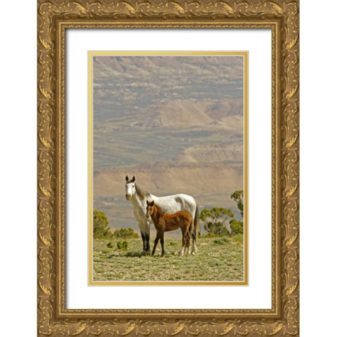 Wyoming, Carbon County Wild horse mare and colt Gold Ornate Wood Framed Art Print with Double Matting by Illg, Cathy and Gordon