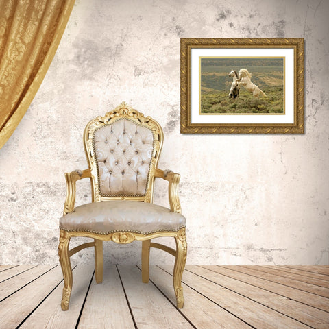 WY, Carbon Co, Wild stallions fighting Gold Ornate Wood Framed Art Print with Double Matting by Illg, Cathy and Gordon