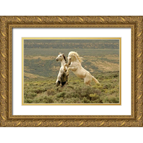 WY, Carbon Co, Wild stallions fighting Gold Ornate Wood Framed Art Print with Double Matting by Illg, Cathy and Gordon