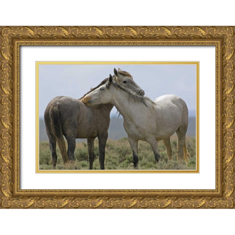 Wyoming, Carbon Wild horses grooming each other Gold Ornate Wood Framed Art Print with Double Matting by Illg, Cathy and Gordon