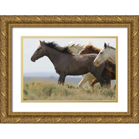 USA, Wyoming, Carbon County Wild horses running Gold Ornate Wood Framed Art Print with Double Matting by Illg, Cathy and Gordon