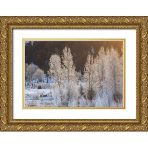 Wyoming, Grand Teton NP Frosted trees and elk Gold Ornate Wood Framed Art Print with Double Matting by Illg, Cathy and Gordon