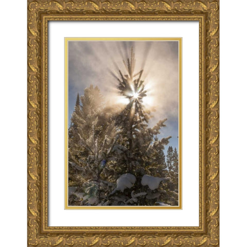 WY, Yellowstone Sunburst through tree in winter Gold Ornate Wood Framed Art Print with Double Matting by Illg, Cathy and Gordon