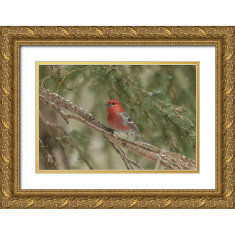 Wyoming, Yellowstone Pine grosbeak bird in tree Gold Ornate Wood Framed Art Print with Double Matting by Illg, Cathy and Gordon