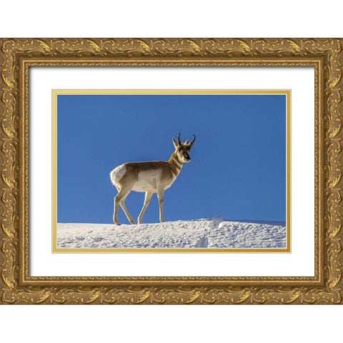 WY, Paradise Valley pronghorn standing on hill Gold Ornate Wood Framed Art Print with Double Matting by Illg, Cathy and Gordon
