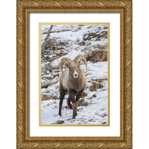 Wyoming, Yellowstone NP Bighorn sheep in snow Gold Ornate Wood Framed Art Print with Double Matting by Illg, Cathy and Gordon