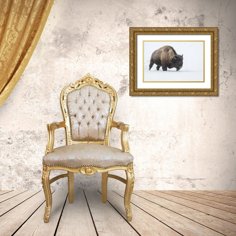 Wyoming, Yellowstone NP Bison walking in snow Gold Ornate Wood Framed Art Print with Double Matting by Illg, Cathy and Gordon