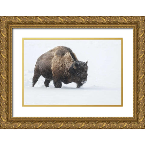 Wyoming, Yellowstone NP Bison walking in snow Gold Ornate Wood Framed Art Print with Double Matting by Illg, Cathy and Gordon