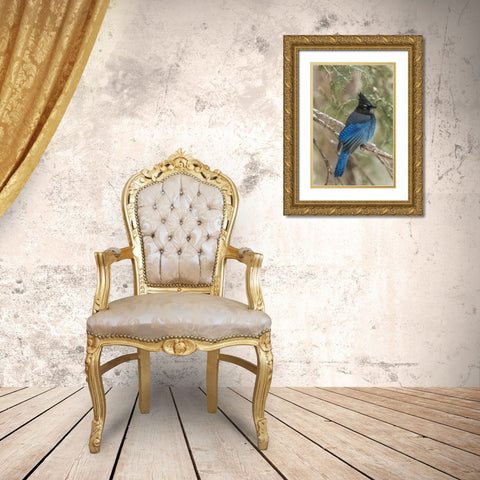 Wyoming, Yellowstone Stellers jay bird in tree Gold Ornate Wood Framed Art Print with Double Matting by Illg, Cathy and Gordon