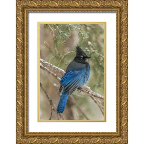 Wyoming, Yellowstone Stellers jay bird in tree Gold Ornate Wood Framed Art Print with Double Matting by Illg, Cathy and Gordon