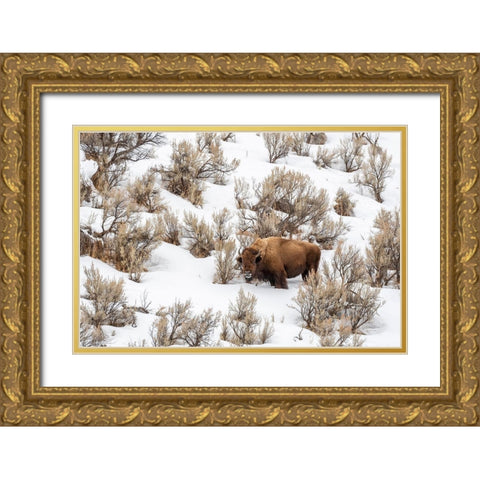 Wyoming-Yellowstone National Park Bison in snow Gold Ornate Wood Framed Art Print with Double Matting by Jaynes Gallery