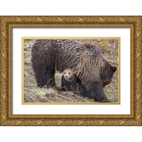 Wyoming-Yellowstone National Park Grizzly bear cub sheltering under mother Gold Ornate Wood Framed Art Print with Double Matting by Jaynes Gallery