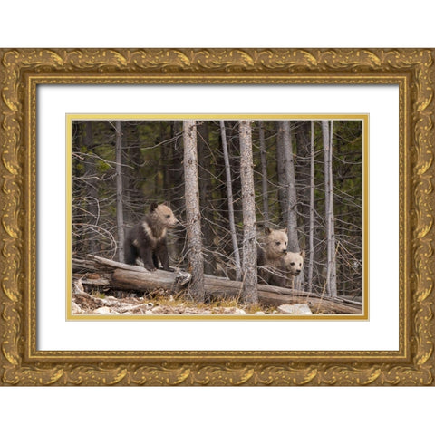 Wyoming-Yellowstone National Park Three grizzly bear cubs Gold Ornate Wood Framed Art Print with Double Matting by Jaynes Gallery