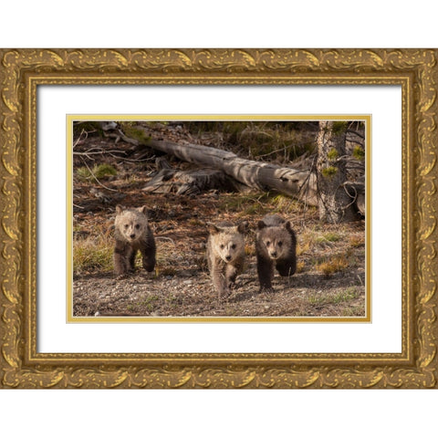 Wyoming-Yellowstone National Park Three grizzly bear cubs Gold Ornate Wood Framed Art Print with Double Matting by Jaynes Gallery