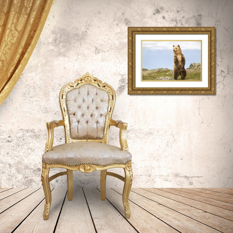 Wyoming-Yellowstone National Park Grizzly bear sniffing air while standing Gold Ornate Wood Framed Art Print with Double Matting by Jaynes Gallery
