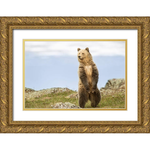Wyoming-Yellowstone National Park Grizzly bear sniffing air while standing Gold Ornate Wood Framed Art Print with Double Matting by Jaynes Gallery