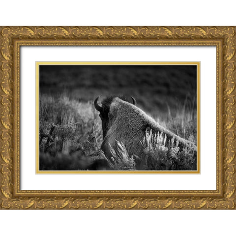 Wyoming-Yellowstone National Park Bison resting at sunset Gold Ornate Wood Framed Art Print with Double Matting by Jaynes Gallery