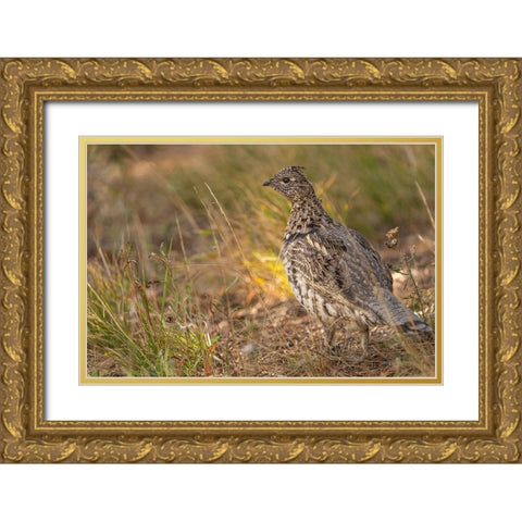 USA-Wyoming-Grand Teton National Park Dusky grouse bird close-up Gold Ornate Wood Framed Art Print with Double Matting by Jaynes Gallery