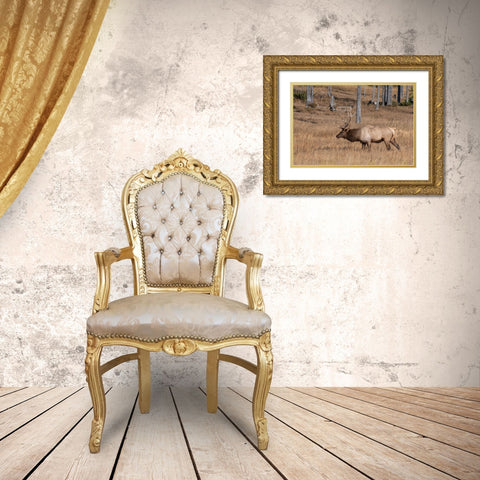 USA-Wyoming-Yellowstone National Park-Madison-Male North American elk Gold Ornate Wood Framed Art Print with Double Matting by Hopkins, Cindy Miller