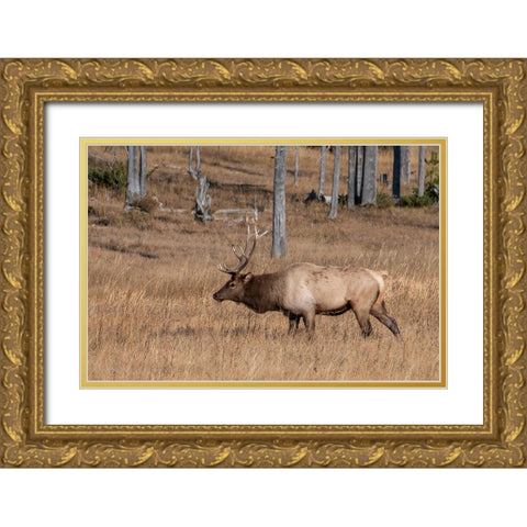 USA-Wyoming-Yellowstone National Park-Madison-Male North American elk Gold Ornate Wood Framed Art Print with Double Matting by Hopkins, Cindy Miller