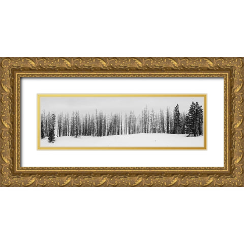 USA-Wyoming-Yellowstone National Park Winter line of trees Gold Ornate Wood Framed Art Print with Double Matting by Hopkins, Cindy Miller