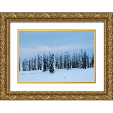 USA-Wyoming-Yellowstone National Park Winter line of trees Gold Ornate Wood Framed Art Print with Double Matting by Hopkins, Cindy Miller