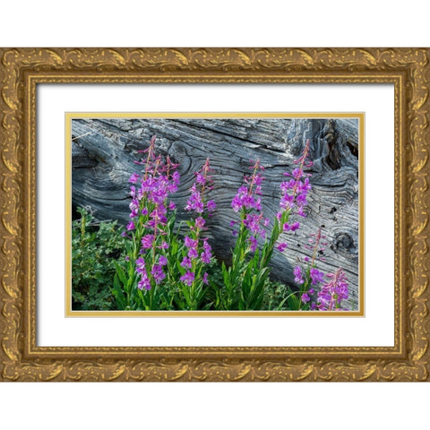 Fireweed wildflowers in Absaroka Mountains near Cody and Meeteetse-Wyoming-USA Gold Ornate Wood Framed Art Print with Double Matting by Garber, Howie
