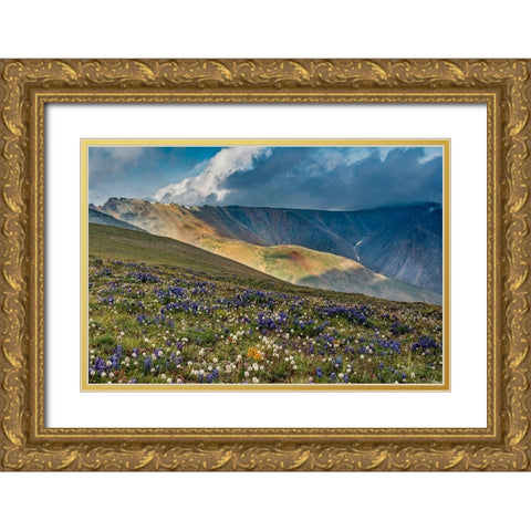 Lupine and Bistort wildflowers cover high alpine meadow-Absaroka Mountains Gold Ornate Wood Framed Art Print with Double Matting by Garber, Howie