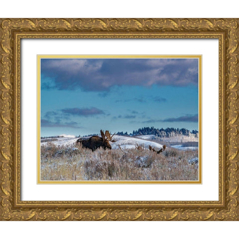 Bull moose providing lookout for the group-Grand Teton National Park-Wyoming Gold Ornate Wood Framed Art Print with Double Matting by Garber, Howie