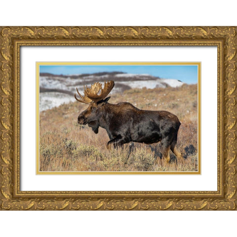 Portrait of Bull moose in sagebrush-Grand Teton National Park-Wyoming Gold Ornate Wood Framed Art Print with Double Matting by Garber, Howie