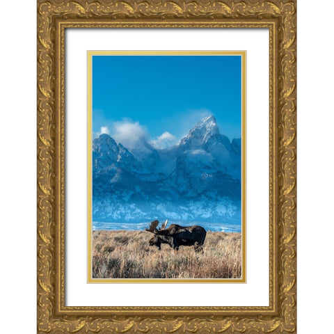 Bull moose portrait with Grand Teton Mountain and National Park in background-Wyoming Gold Ornate Wood Framed Art Print with Double Matting by Garber, Howie