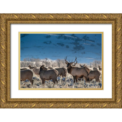 Bull elk towers over his harem of four females Grand Teton National Park-Wyoming Gold Ornate Wood Framed Art Print with Double Matting by Garber, Howie
