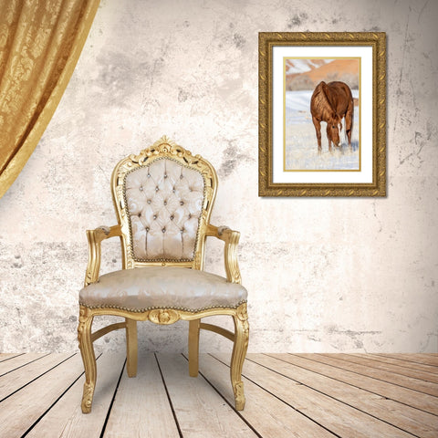 USA- Wyoming. Hideout Horse Ranch- horse grazing in snow. Gold Ornate Wood Framed Art Print with Double Matting by Looney, Hollice