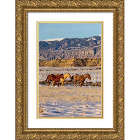 USA- Wyoming. Hideout Horse Ranch- horses in snow. Gold Ornate Wood Framed Art Print with Double Matting by Looney, Hollice