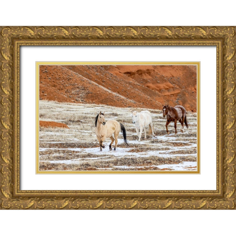 USA- Wyoming. Hideout Horse Ranch- horses in snow. Gold Ornate Wood Framed Art Print with Double Matting by Looney, Hollice
