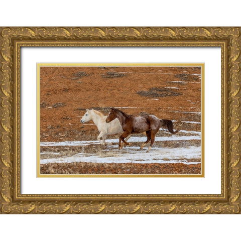 USA- Wyoming. Hideout Horse Ranch- horses in snow. Gold Ornate Wood Framed Art Print with Double Matting by Looney, Hollice