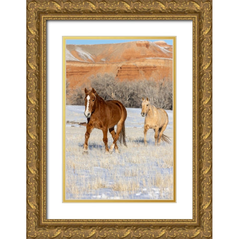 USA- Wyoming. Hideout Horse Ranch- horses in snow. Gold Ornate Wood Framed Art Print with Double Matting by Looney, Hollice