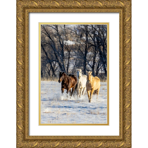 USA- Wyoming. Hideout Ranch- horses running. Gold Ornate Wood Framed Art Print with Double Matting by Looney, Hollice