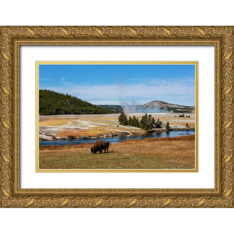Yellowstone National Park-USA-Wyoming Buffalo and Old Faithful Gold Ornate Wood Framed Art Print with Double Matting by Sienda, Jolly