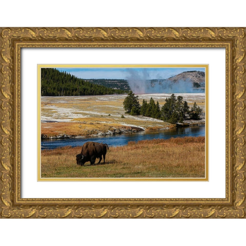 Yellowstone National Park-USA-Wyoming Buffalo and Old Faithful Gold Ornate Wood Framed Art Print with Double Matting by Sienda, Jolly