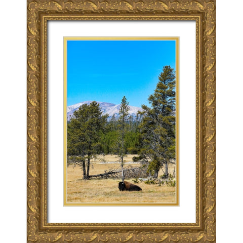 Yellowstone National Park-Wyoming-USA Buffalo Gold Ornate Wood Framed Art Print with Double Matting by Sienda, Jolly