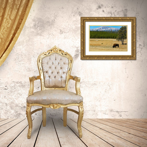 Yellowstone National Park-Wyoming-USA Buffalo Gold Ornate Wood Framed Art Print with Double Matting by Sienda, Jolly