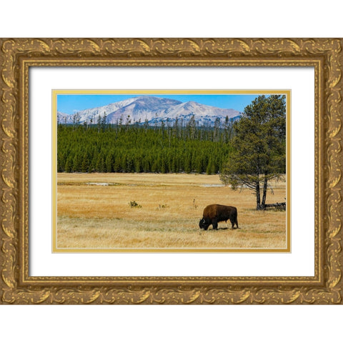 Yellowstone National Park-Wyoming-USA Buffalo Gold Ornate Wood Framed Art Print with Double Matting by Sienda, Jolly