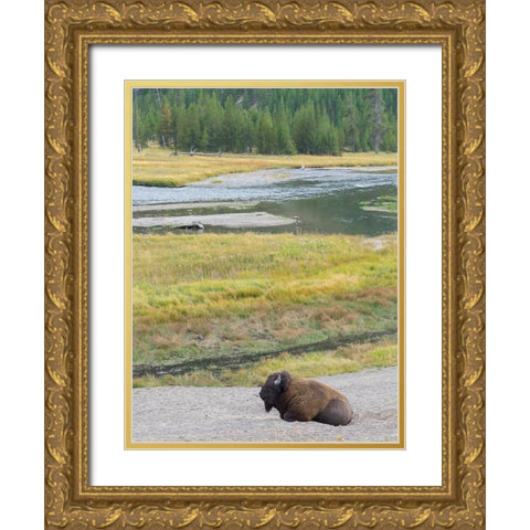 Wyoming- Yellowstone National Park. Mature Bull Bison Gold Ornate Wood Framed Art Print with Double Matting by Wild, Jamie and Judy