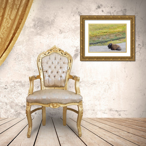 Wyoming- Yellowstone National Park. Mature Bull Bison Gold Ornate Wood Framed Art Print with Double Matting by Wild, Jamie and Judy