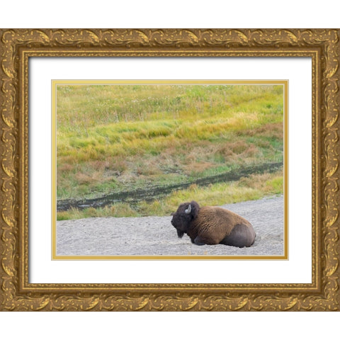 Wyoming- Yellowstone National Park. Mature Bull Bison Gold Ornate Wood Framed Art Print with Double Matting by Wild, Jamie and Judy